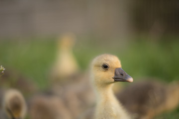 Little gosling eating grass on traditional free range poultry farm