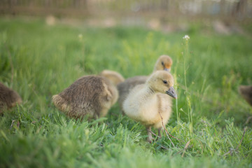 Little goslings eating grass on traditional free range poultry farm
