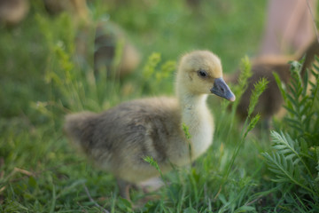 Little goslings eating grass on traditional free range poultry farm