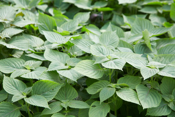 Perilla frutescens crispa