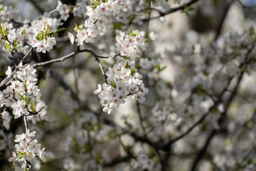 Almendro en flor en Madrid (España)