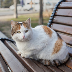 Homeless cat sits on a wooden bench in the Park, square composition