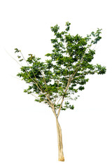 Tree isolated on white background.