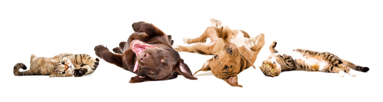 Funny Playful Dogs And Cats Lying On Their Back Together Isolated On A White Background