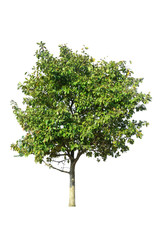 Obraz premium Tree isolated on white background.