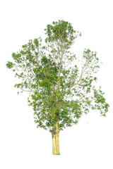 Fototapeta premium Tree isolated on white background.