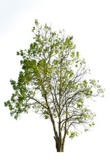 Obraz premium Tree isolated on white background.