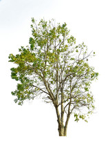 Tree isolated on white background.