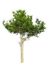 Fototapeta premium Tree isolated on white background.