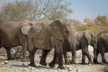 Fototapeta premium Elephants in Namibia