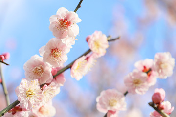 梅の花　青空