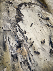 Fossilized carbonized tree. A miracle land where fossils from 1.7 to 2 million years ago are exposed on a large scale. 