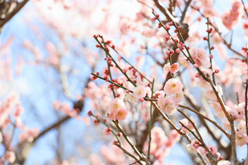 梅の花　青空