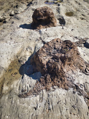 Fossilized carbonized tree. A miracle land where fossils from 1.7 to 2 million years ago are...