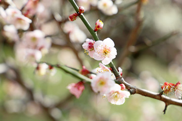 梅の花