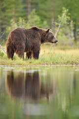 Brown bear in a bog with water reflection