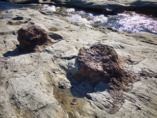 Fossilized carbonized tree. A miracle land where fossils from 1.7 to 2 million years ago are...
