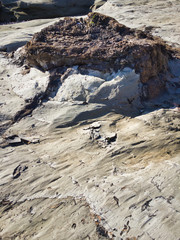 Fossilized carbonized tree. A miracle land where fossils from 1.7 to 2 million years ago are...