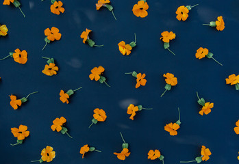 Orange flowers on blue background, selective focus