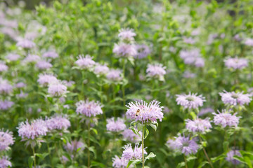 Monarda didyma