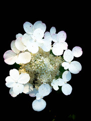 Fototapeta na wymiar White flowers in the garden