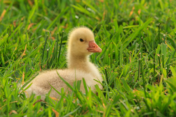 A cute gosling (baby goose) resting in a grassy field