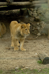 Löwe