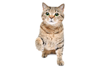 Adorable playful cat Scottish Straight sitting isolated on a white background