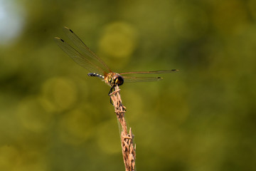 dragonfly on a branch