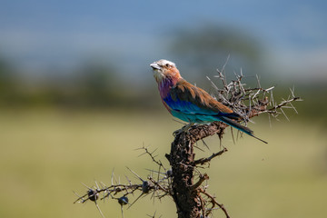 Lilac-breasted roller sitting on a branch against a blurred background in Masai Mara