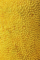 Macro photography of thorns pattern on Jackfruit.