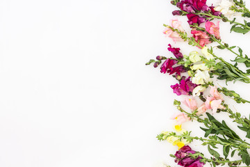 Obraz na płótnie Canvas Snapdragon flower border on white background. Flowers compositio