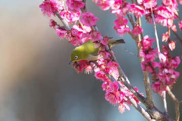 メジロと梅