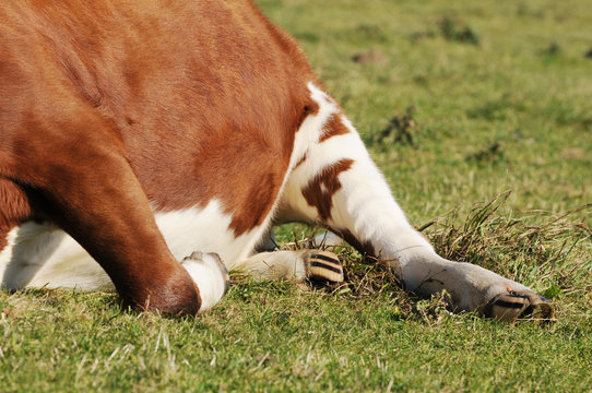 legs of brown white cow on meadow