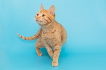 Beautiful red mongrel kitten