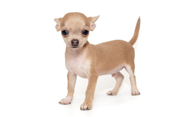 Small, beige color Chihuahua puppy