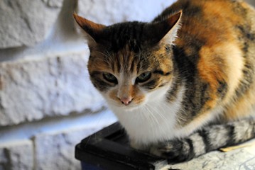 Chat