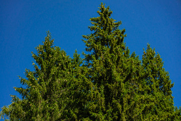 Beautiful young cones of yellow and old brown on the branches of ordinary Christmas tree  against blue cloudless sky. Close-up. Beauty of Russian nature in suburbs. Place for text.