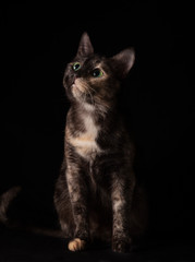 Beautiful tricolor cat sitting in the studio looking attentively on black background