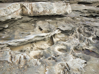 Tree fossils have also become talented in design. Miraculous scenery created by fossils of trees 1.7 to 2 million years ago. Most citizens do not know this fact. 