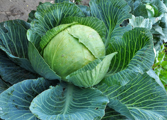 Fototapeta premium Cabbage grows in the garden.