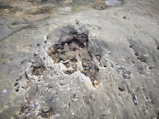 Tree fossils are exposed. A miracle land where fossils from 1.7 to 2 million years ago are exposed on a large scale. 