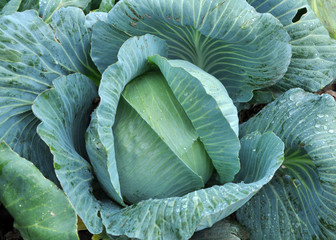 Obraz premium Cabbage grows in the garden.