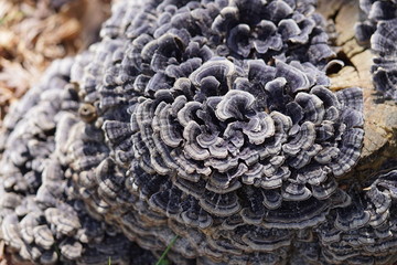 カワラタケと切り株2