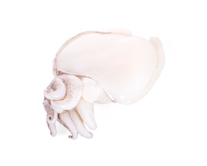 Fototapeta na wymiar Fresh squid an isolated on white background with clipping path.