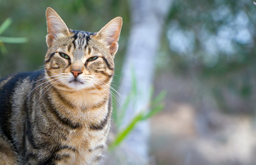 Naklejka na ściany i meble Cute street cat portrait in Cyprus.