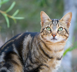 Cute street cat portrait in Cyprus.