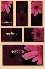 Obraz premium Set of templates with pink daisies on a dark background.