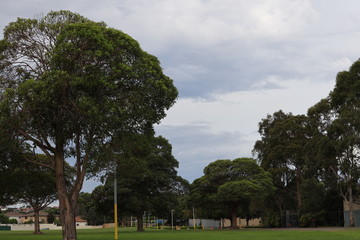 Fototapeta na wymiar Park in Sydney with many green Eucalyptus trees 
