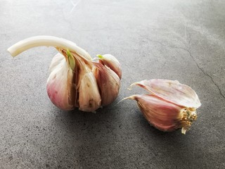 Garlic with young sprouts. Sprouting cloves of garlic. Dark background. Close up. 
